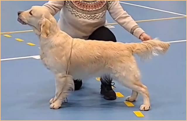 Et bilde som inneholder pattedyr, hund, Hunderase, utendørs

Automatisk generert beskrivelse