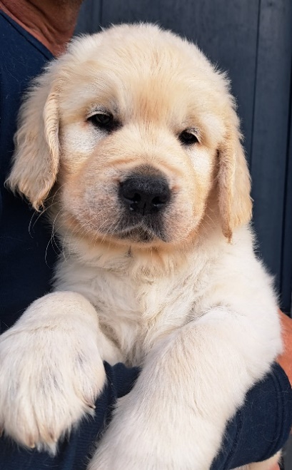 Et bilde som inneholder Hunderase, kjæledyr, hund, labrador retriever

Automatisk generert beskrivelse