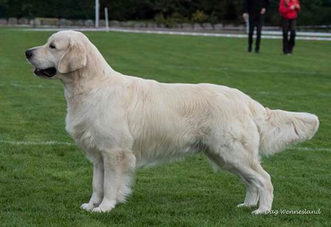 Et bilde som inneholder pattedyr, hund, Hunderase, kjæledyr

Automatisk generert beskrivelse