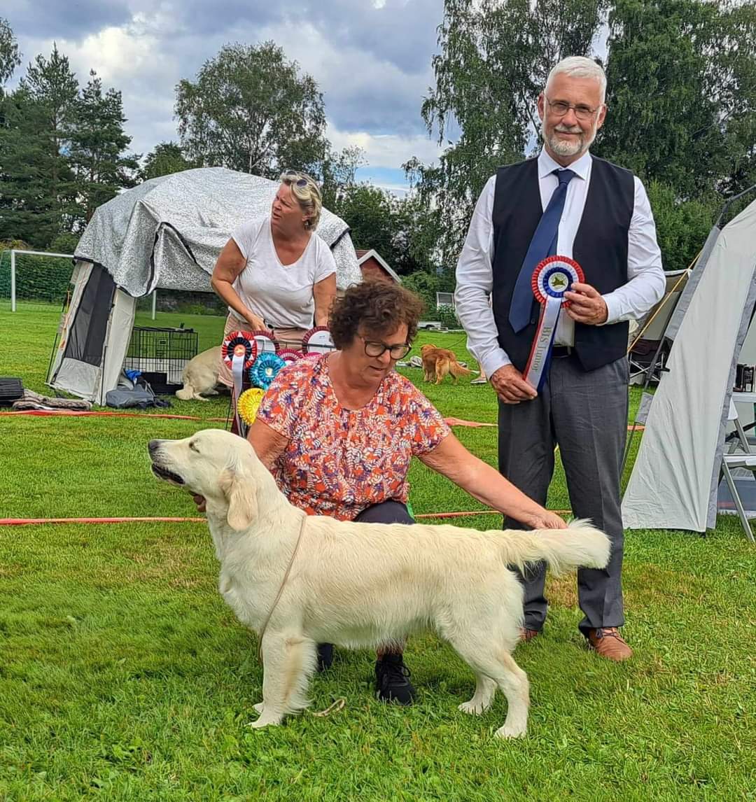 Et bilde som inneholder pattedyr, Hunderase, hund, kjæledyr

Automatisk generert beskrivelse