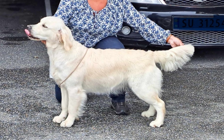 Et bilde som inneholder hund, person, pattedyr

Automatisk generert beskrivelse