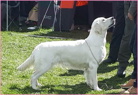 Et bilde som inneholder gress, utendørs, person, hund

Automatisk generert beskrivelse