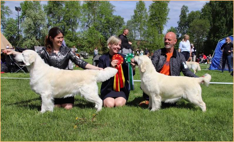 Et bilde som inneholder gress, tre, utendørs, hund

Automatisk generert beskrivelse