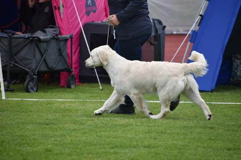 Et bilde som inneholder hund, Hunderase, gress, kjæledyr

Automatisk generert beskrivelse