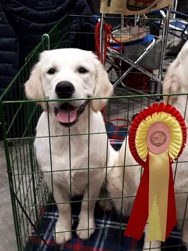 Et bilde som inneholder hund, pattedyr

Automatisk generert beskrivelse