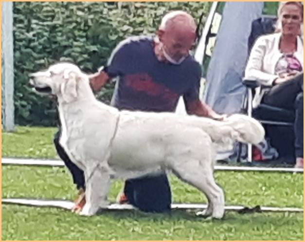 Et bilde som inneholder hund, Hunderase, person, utendørs

Automatisk generert beskrivelse