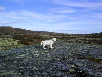 liten i fjellet