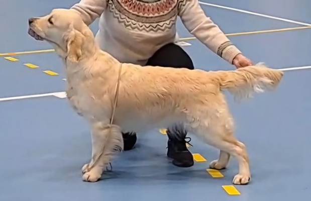 Et bilde som inneholder pattedyr, hund, Hunderase, kjæledyr

KI-generert innhold kan være feil.