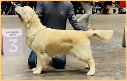 Et bilde som inneholder hund, pattedyr, person

Automatisk generert beskrivelse