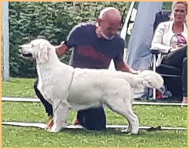 Et bilde som inneholder hund, Hunderase, person, utendørs

Automatisk generert beskrivelse