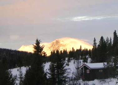 skogshorn