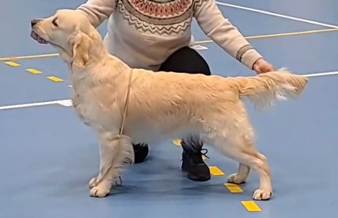 Et bilde som inneholder pattedyr, hund, Hunderase, kjæledyr

KI-generert innhold kan være feil.