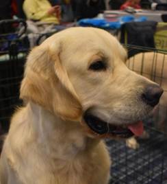 Et bilde som inneholder Hunderase, kjæledyr, pattedyr, hund

KI-generert innhold kan være feil.