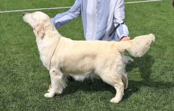 Et bilde som inneholder hund, Hunderase, kjæledyr, gress

Automatisk generert beskrivelse