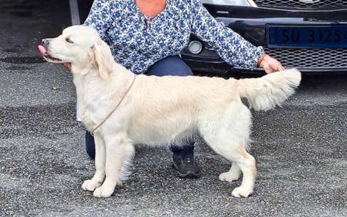 Et bilde som inneholder Hunderase, hund, kjæledyr, person

Automatisk generert beskrivelse