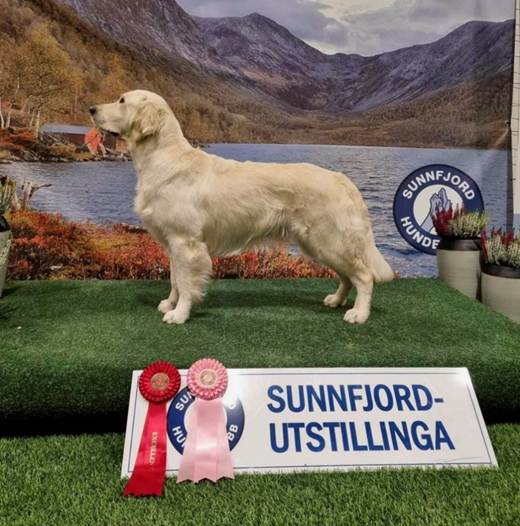 Et bilde som inneholder gress, golden retriever, utendørs, fjell

Automatisk generert beskrivelse