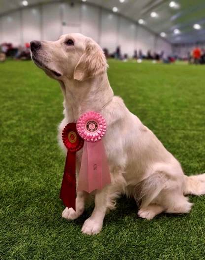 Et bilde som inneholder Hunderase, gress, kjæledyr, labrador retriever

Automatisk generert beskrivelse