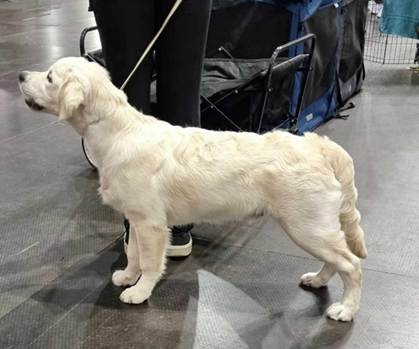 Et bilde som inneholder pattedyr, Hunderase, hund, kjæledyr

Automatisk generert beskrivelse