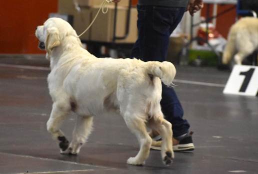 Et bilde som inneholder Hunderase, hund, kjæledyr, person

Automatisk generert beskrivelse