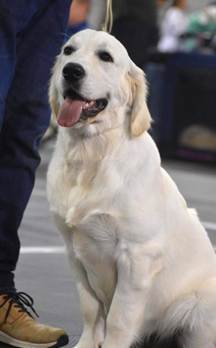 Et bilde som inneholder Hunderase, hund, kjæledyr, Vokterhund

Automatisk generert beskrivelse