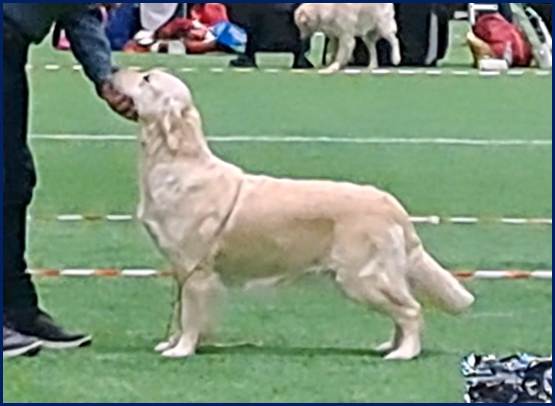 Et bilde som inneholder gress, hund, person, utendørs

Automatisk generert beskrivelse