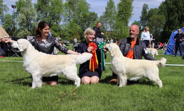 Et bilde som inneholder gress, tre, utendørs, hund

Automatisk generert beskrivelse