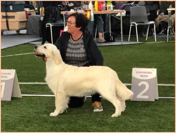 Et bilde som inneholder gress, hund, pattedyr, person

Automatisk generert beskrivelse