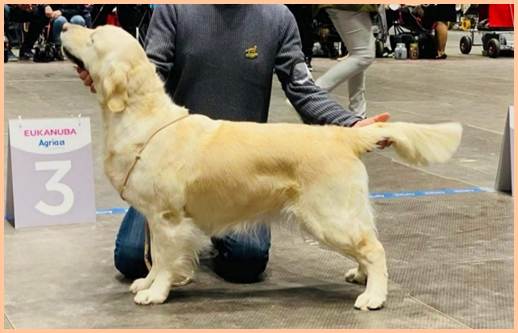 Et bilde som inneholder hund, pattedyr, person

Automatisk generert beskrivelse