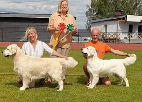 Et bilde som inneholder hund, gress, pattedyr, utendørs

Automatisk generert beskrivelse
