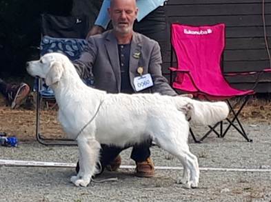 Et bilde som inneholder utendørs, hund, pattedyr, person

Automatisk generert beskrivelse