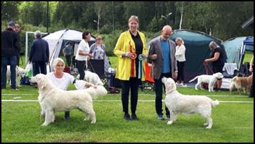 Et bilde som inneholder gress, tre, hund, utendørs

Automatisk generert beskrivelse